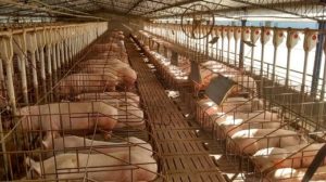 Granja cerdos, porcicultura, porcinos, cladan, micotoxinas, optimix