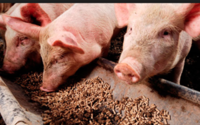 Utilización de soja dañada en dietas de cerdos: análisis de sus parámetros nutricionales