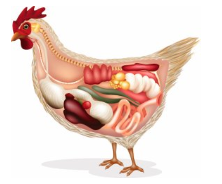Curso de Posgrado y Extracurricular: "Salud Intestinal en Aves Comerciales"