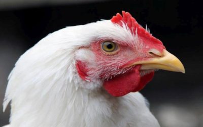 Composición y manejo de la flora intestinal en avicultura