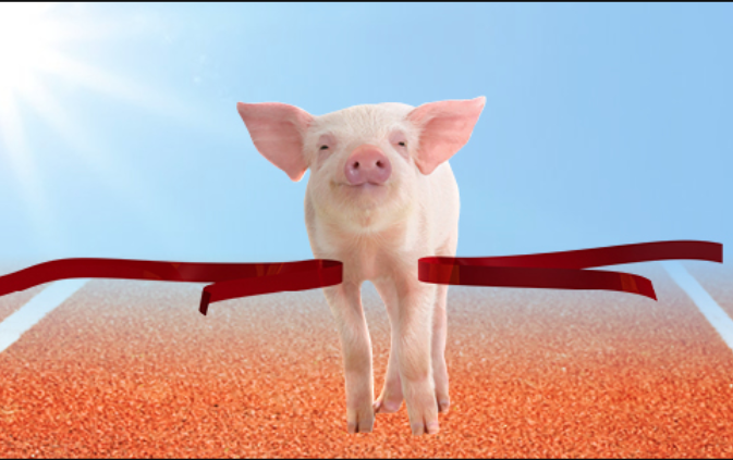 Trancision del lechon PT2
