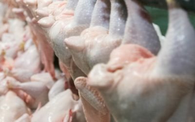 Towards a safe and sustainable poultry chain