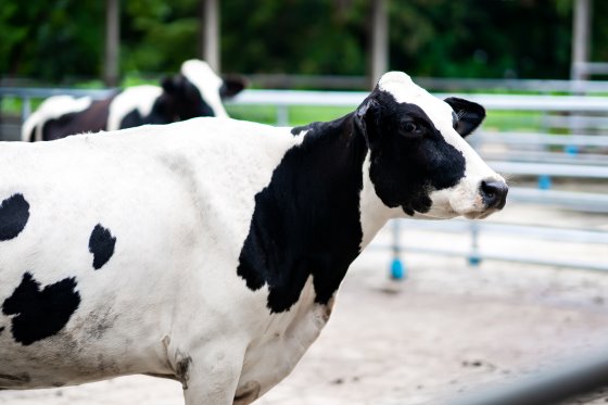 Keys for productive and healthy cows