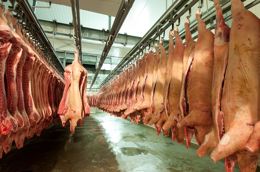 Producción de carne Porcina en Argentina