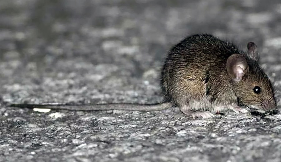 Roedores y Hantavirus: prevención