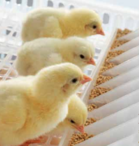 Cría de aves y ayuno post nacimiento
