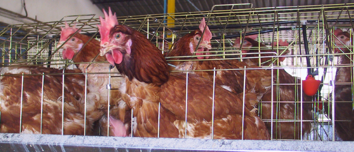 Gallinas en corral
