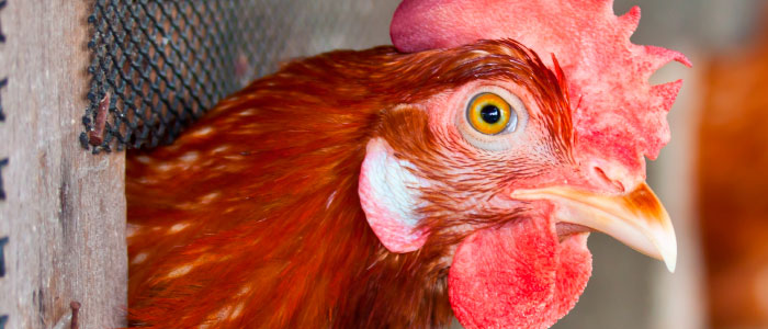 Gallinas de postura de huevos