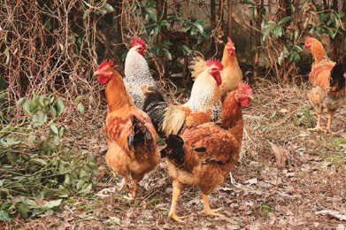 Aves: Salmonela en cría de gallinis