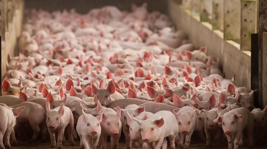 El sector porcino, en pleno auge: crecieron la producción, el consumo y las exportaciones