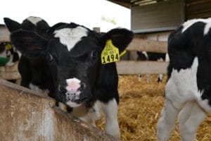 Terneros y sustitutos lácteos en tambos