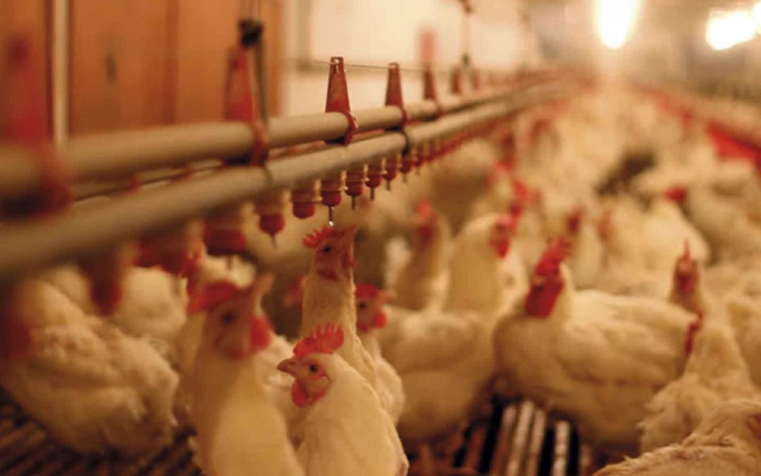 Evaluación de una betaína de origen natural como donante de grupos metilo en dietas para pollos parrilleros