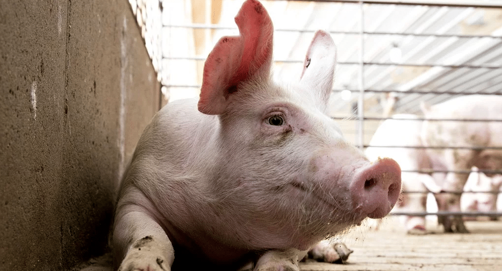 Afirman que China perderá más de 20 millones de cerdas madres por la fiebre porcina