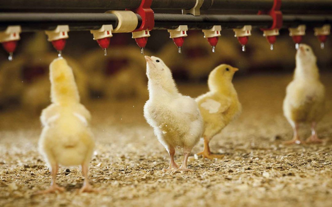 Summer Challenge: Protect poultry farms from heat stress