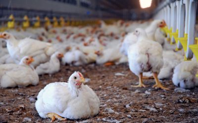 Los efectos del Amoníaco en la Producción Avícola – Parte 1