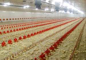Cría de pollos y bioseguridad