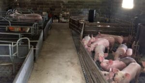 Cría de Cerdos en China Influenza