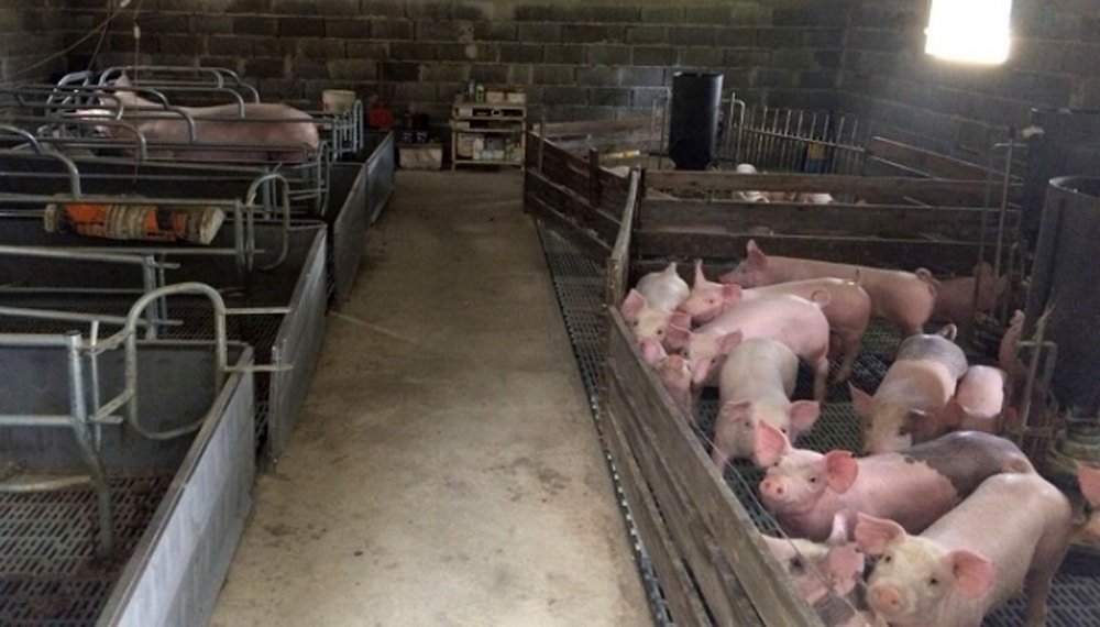 Cría de Cerdos en China Influenza