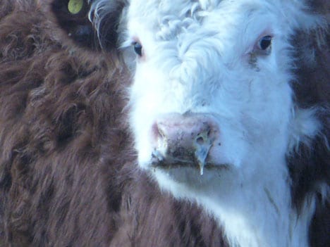 Vaca con Neumonía Bovina: inicio de la enfermedad
