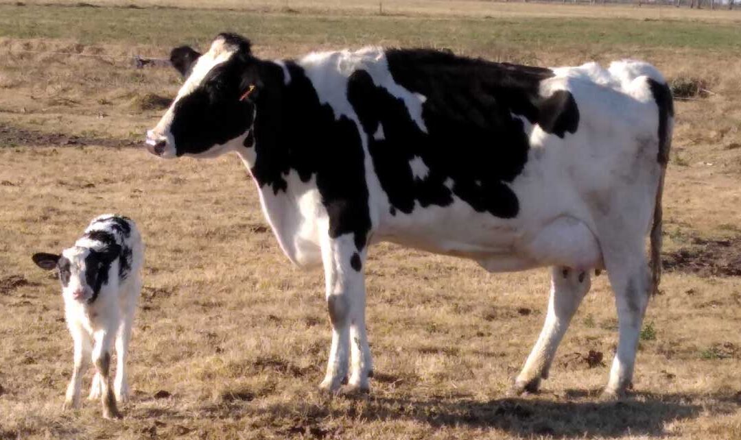 Manejo de dietas aniónicas en bovinos – Experiencia a Campo