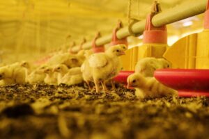 Pollitos y control de plagas en avicultura