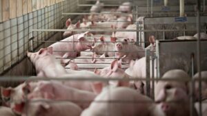 Cerdosde producción animal en Europa